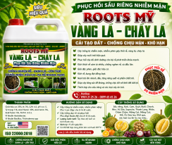 ROOTS Mỹ vàng lá cháy lá