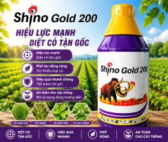 SHINO GOLD200