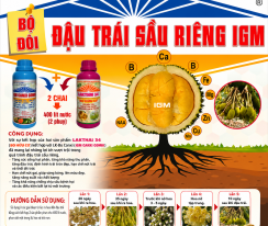 ĐẬU TRÁI SẦU RIÊNG IGM