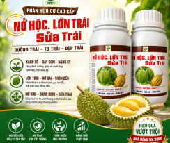 NỞ HỌC LỚN TRÁI, SỬA TRÁI