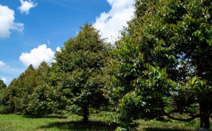 Kỹ thuật trồng cây sầu riêng cho năng suất cao và ít sâu bệnh