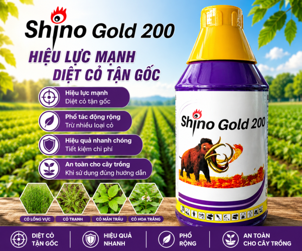 SHINO GOLD200