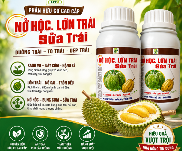 NỞ HỌC LỚN TRÁI, SỬA TRÁI